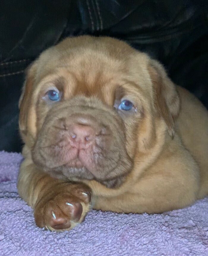 dogue de bordeaux for sale gumtree